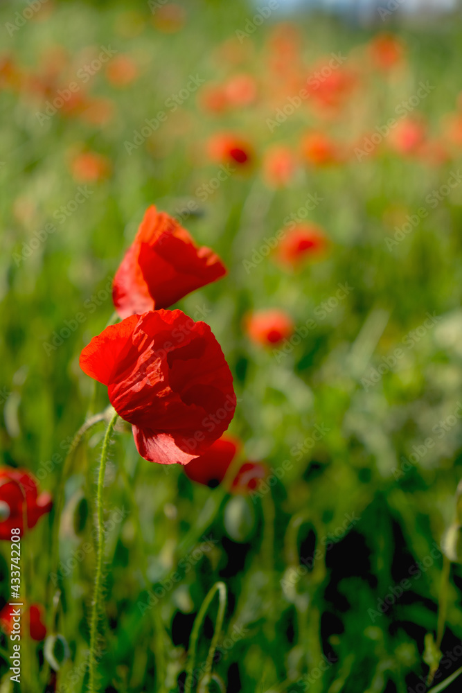 Obraz premium Crimea, May 2021 Red flowers poppies on the field. Wildflowers. 