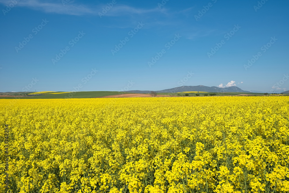 rural landscape, rapeseed, wheat and blue sky of spring