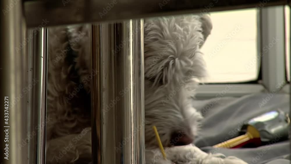 Dog Licking Lollipop at Home. Close Up. Dog Licking Lollipop at Home. Close Up.