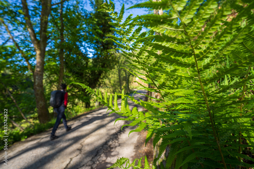 Wanderung im Schwarzwald