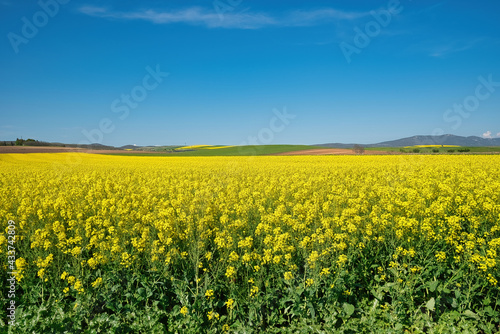 rural landscape, rapeseed, wheat and blue sky of spring © ACHILLEFS