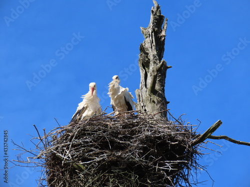 Stork in nest high on top of leafless larch tree in early spring in the biggest white stork 'Ciconia ciconia' colony in the Baltic states - Matisi, Latvia  photo