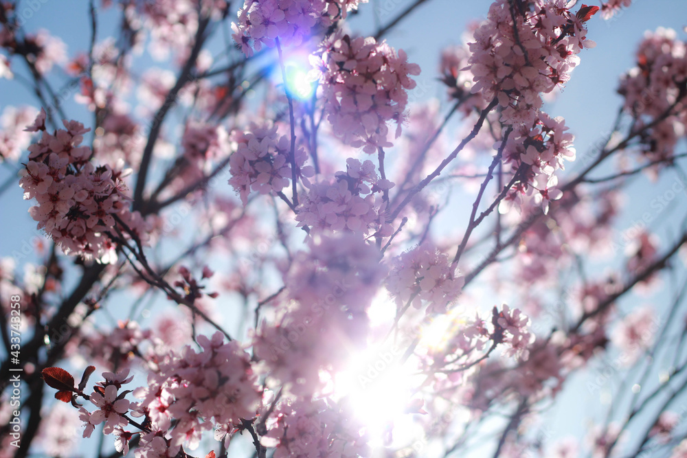 Cherry Blossom Tree with sunlight peeking thru with a blue sky