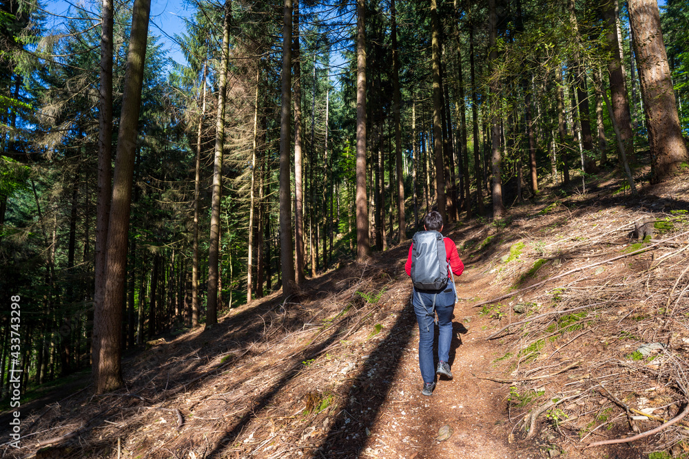 Felsenweg im Schwarzwald bei Ottenhöfen. Felsenweg im Schwarzwald bei Ottenhöfen.