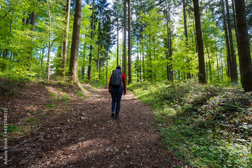 Fototapeta premium Felsenweg im Schwarzwald bei Ottenhöfen.