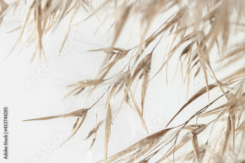 Dry romantic beige fluffy fragile rush reed cane buds with branches on light background