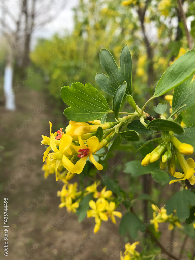 Wild black currant flowering in the garden of spring on May 2, 2021, Moldova countryside. Wild black currant flowering in the garden of spring on May 2, 2021, Moldova countryside.