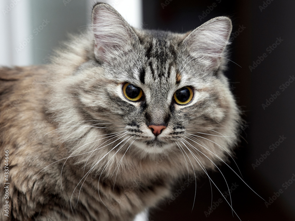 Fototapeta premium Norwegian forest cat on a light and dark background.