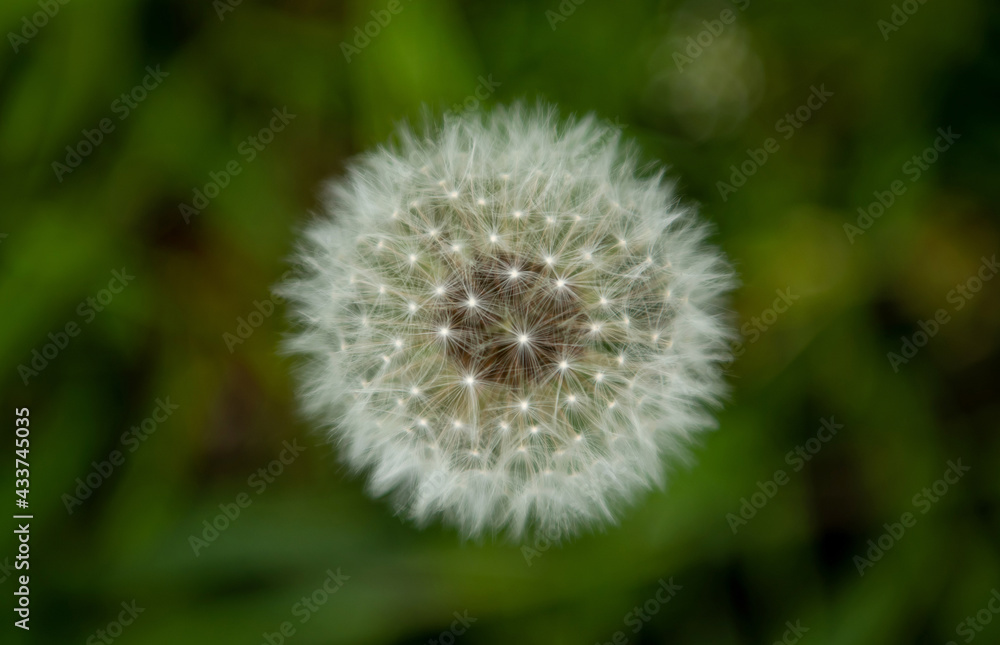 White dandelion in springtime. Close up. Copy space. Green nature background. Nature background. White dandelion in springtime. Close up. Copy space. Green nature background. Nature background.
