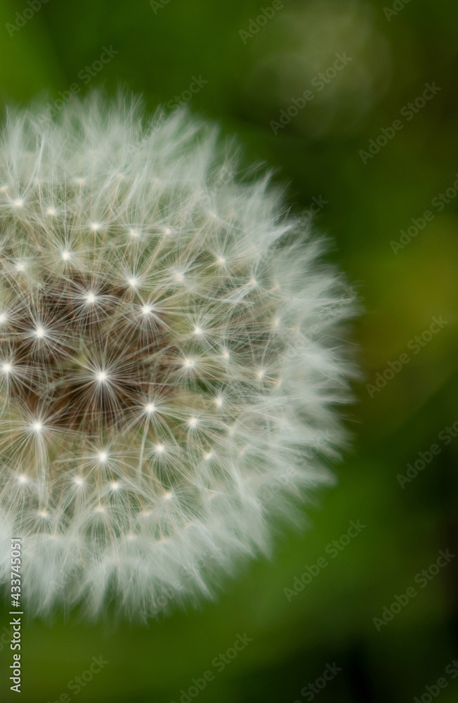 Obraz premium White dandelion in springtime. Close up. Copy space. Green nature background. Nature background.