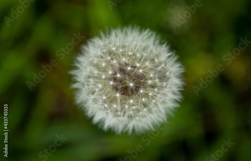 White dandelion in springtime. Close up. Copy space. Green nature background. Nature background. 