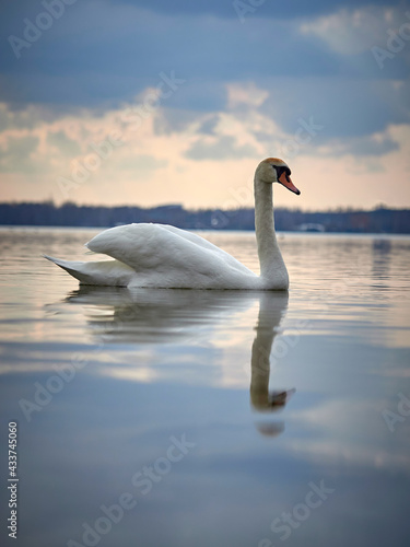 White swan in the lake against the background of the forest