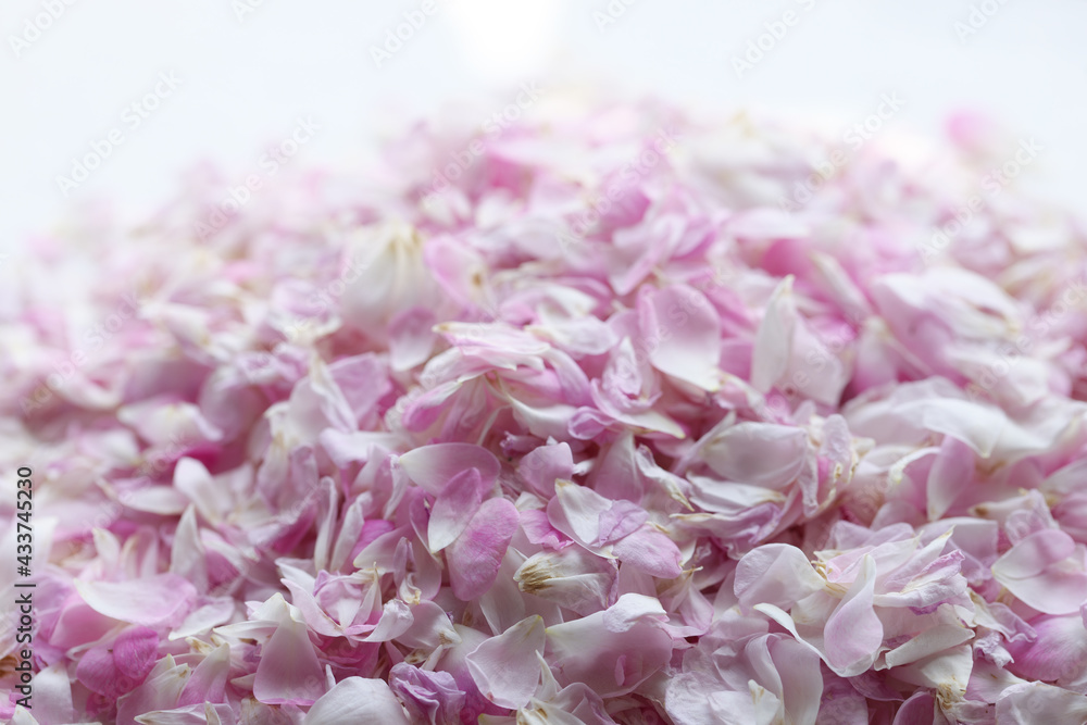 薄いピンクの薔薇の花びら横 薄いピンクの薔薇の花びら横