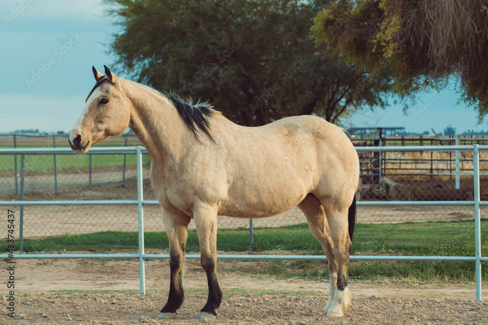 Fototapeta premium Tan Horse