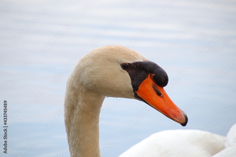 Birds, swans, ducks, sparrow Birds, swans, ducks, sparrow