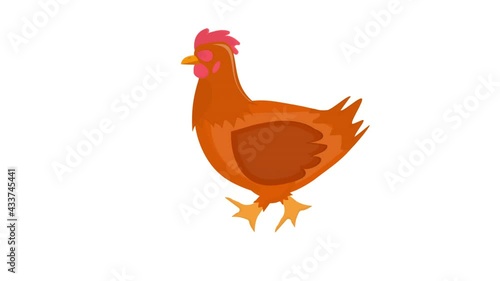 Chicken. Bird chicken animation, alpha channel enabled. Cartoon photo