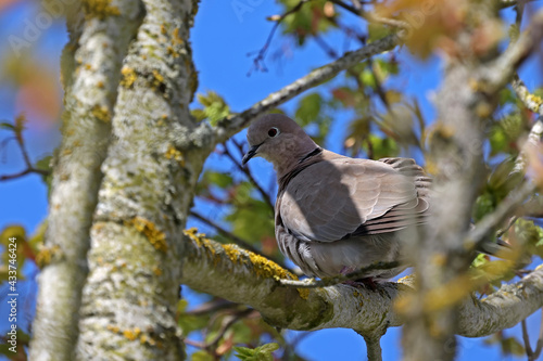 Wild pigeon on the tree. Turkish dove.