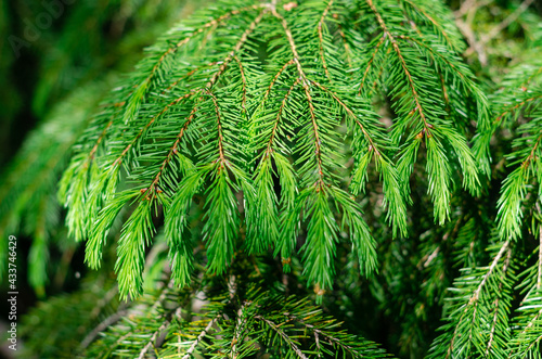 Fresh young coniferous shoots on the branches of a tree. Fresh greens in the rays of the spring sun. 