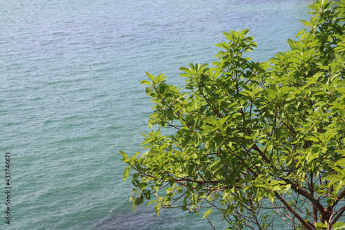 A green tree sitting high on the island in Preah Sihanouk Province with the sea in the background