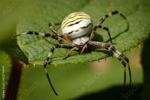 Yellow black wasp spider insect