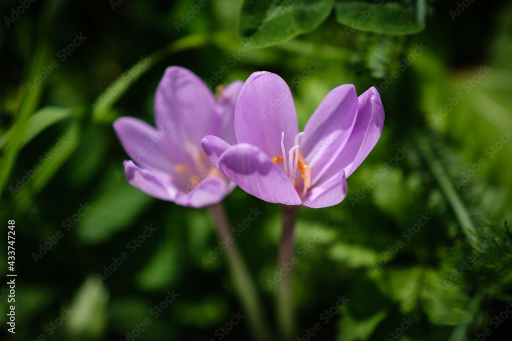 Beautiful violet autumn crocus flower Beautiful violet autumn crocus flower