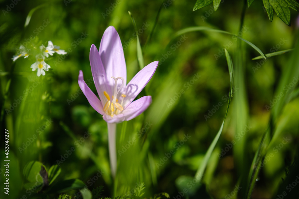 Fototapeta premium Beautiful violet autumn crocus flower