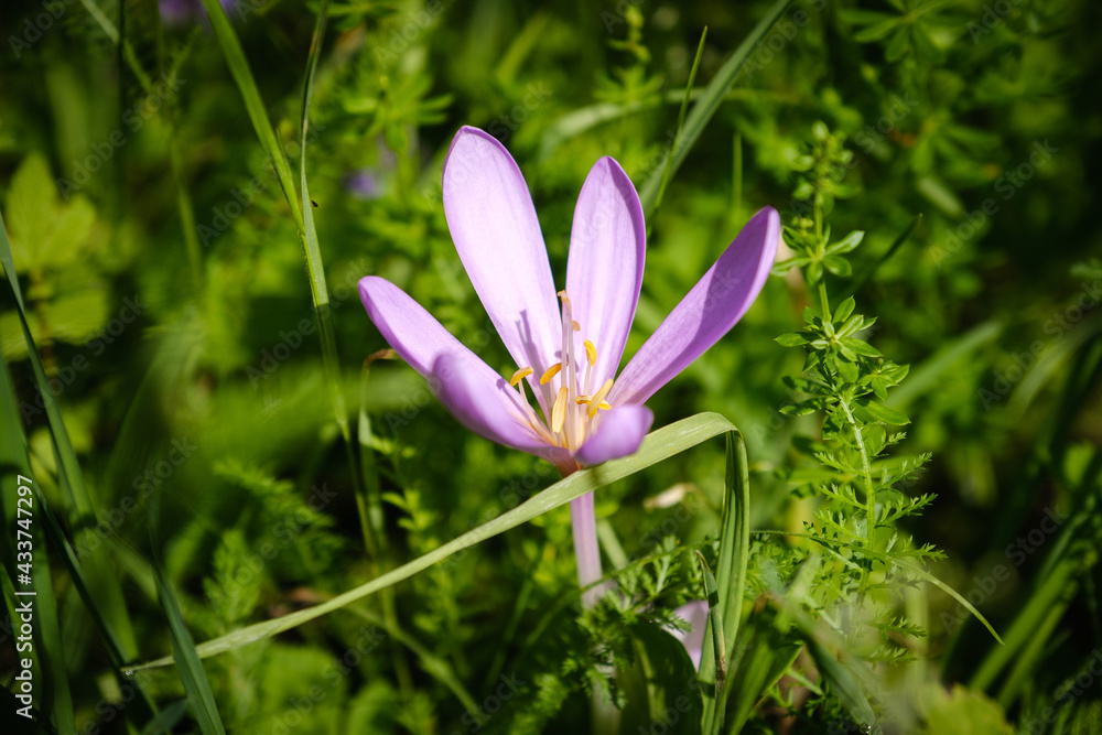 Beautiful violet autumn crocus flower Beautiful violet autumn crocus flower