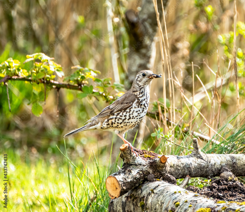 Song Thrush, turdus philomelos, visiting a garden in Ireland Song Thrush, turdus philomelos, visiting a garden in Ireland