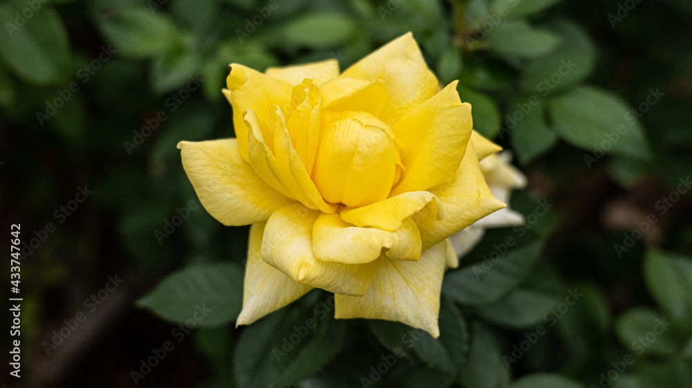 Yellow Flower with dark background Yellow Flower with dark background