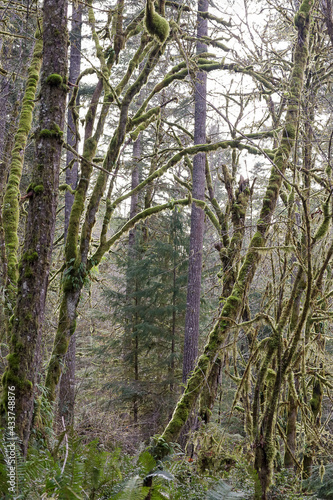 bright green rainforest with moss and ferns