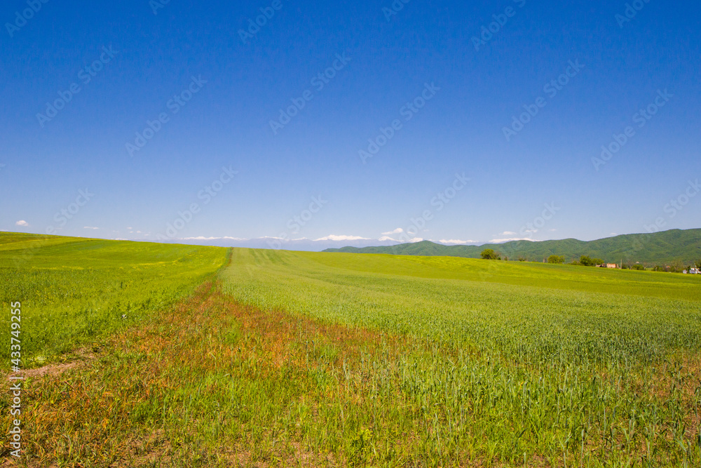 Green valley and caucasus mountain range landscape