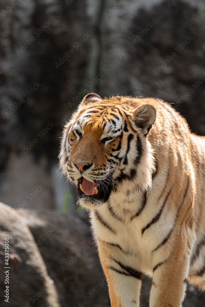 Fototapeta premium 美しいアムールトラ