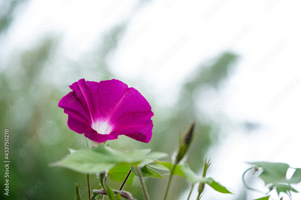 Fototapeta premium ピンク色のアサガオを森背景で撮影