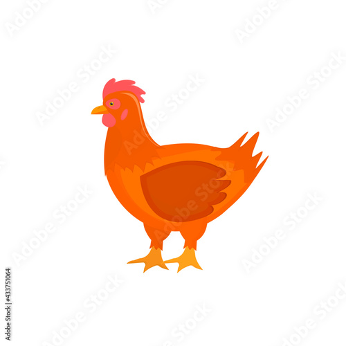 Chicken. Chicken bird, vector illustration