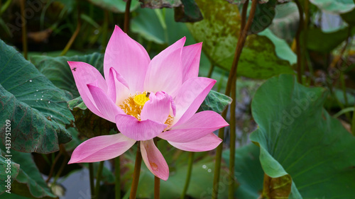 The pink lotus is a flower used to worship monks in Buddhism.