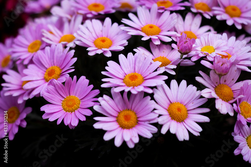 Ashikaga Flower Park 