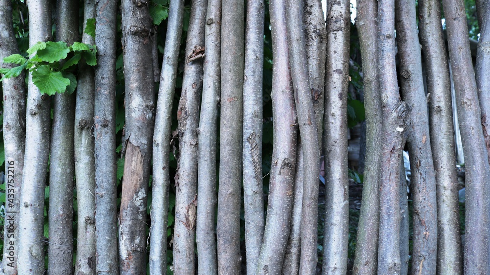 rustic fence made of thin tree trunks with an uneven surface texture, wooden country space made of chopped rough logs as a peasant backdrop with a copy space rustic fence made of thin tree trunks with an uneven surface texture, wooden country space made of chopped rough logs as a peasant backdrop with a copy space