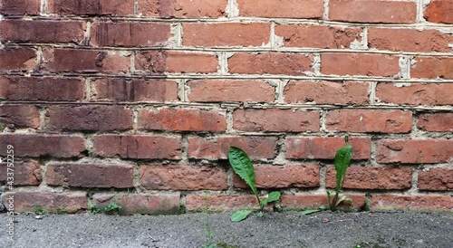Photos red brick wall and gray asphalt road and dandelion leaves growing at the junctio