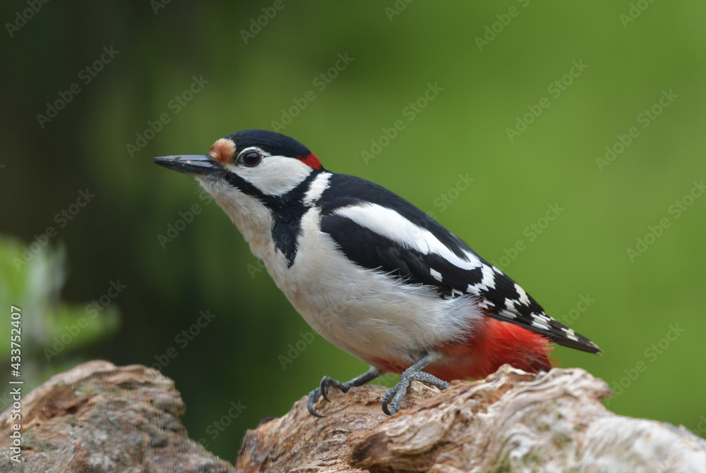 Obraz premium Buntspecht Männlich