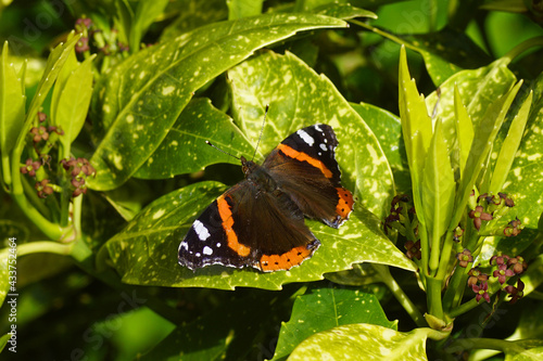 Red admiral (Vanessa atalanta), family Nymphalidae. On leaves of a flowering spotted laurel (Aucuba japonica) in the sun. Dutch garden, spring, Netherlands, May, photo