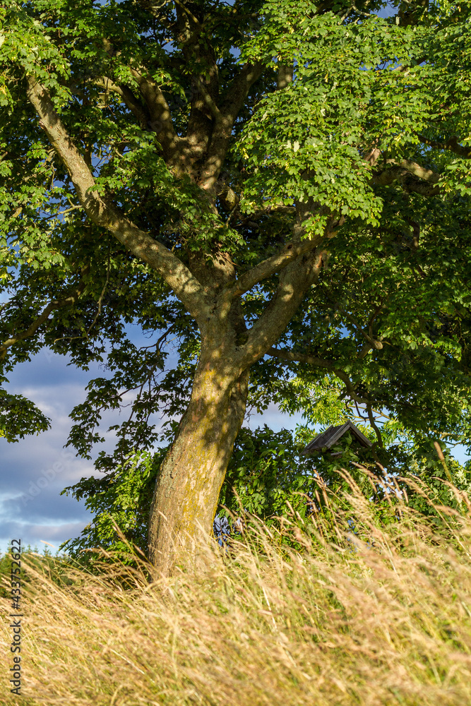 einzelner Baum mir Sommerwiese im Selketal Harz einzelner Baum mir Sommerwiese im Selketal Harz