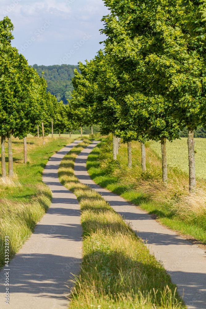 Feldweg gesäumt von Bäumen