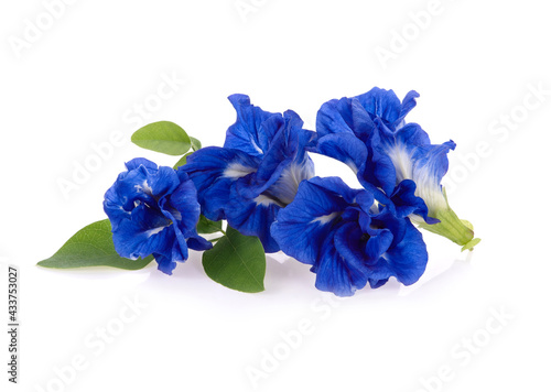 Butterfly Pea flower isolated on white background