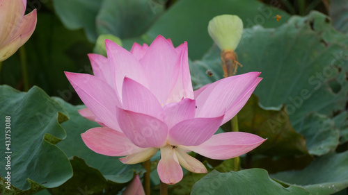 The pink lotus is a flower used to worship monks in Buddhism.