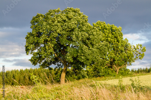 Wallpaper Mural einzelner Baum mir Sommerwiese im Selketal Harz Torontodigital.ca