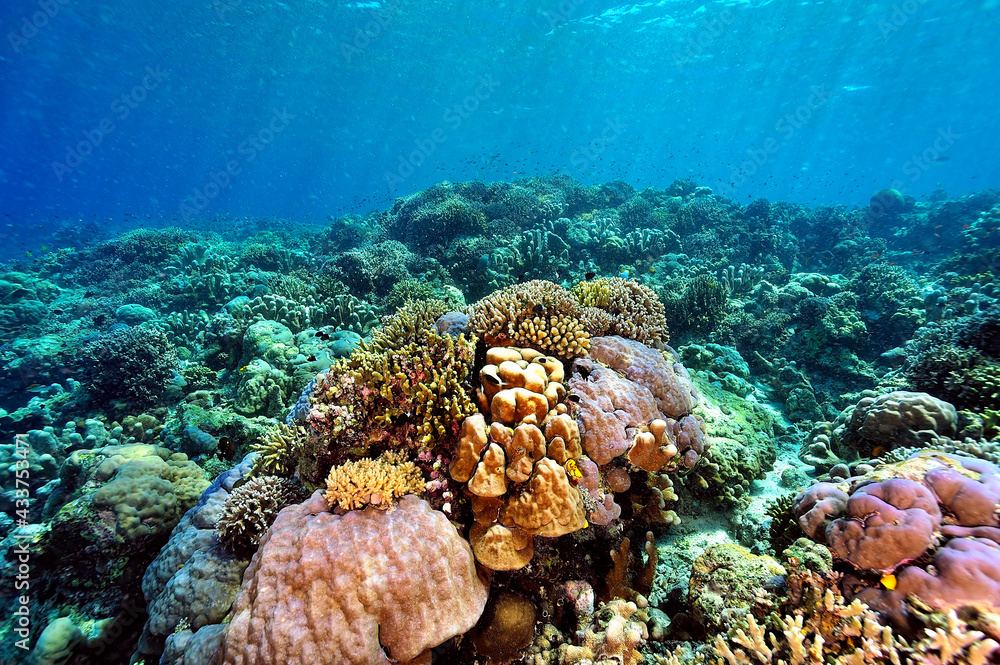 A picture of the coral reef A picture of the coral reef