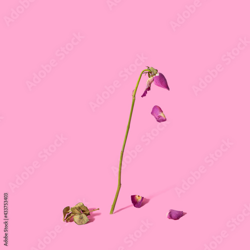 Minimal dying rose flower concept. Lovely baby pink background. Abstract arrangment.