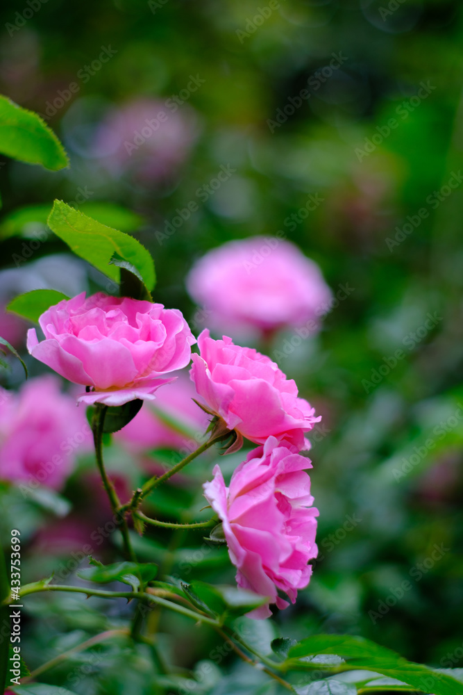 初夏の爽やかな季節に咲くばらの花。ピンクのばらの花言葉は「しとやか」「上品」「感銘」 初夏の爽やかな季節に咲くばらの花。ピンクのばらの花言葉は「しとやか」「上品」「感銘」