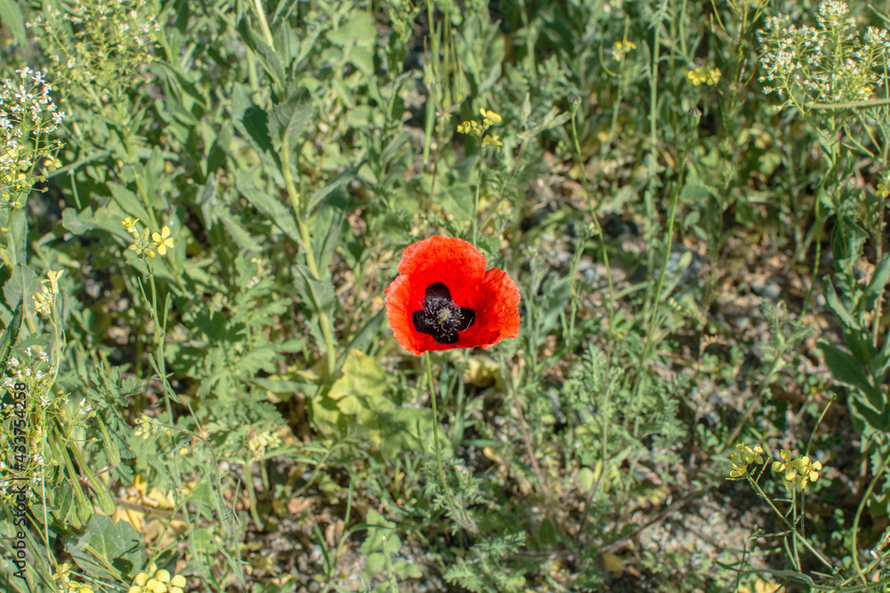 a single poppy flower among the weeds. nature flower background. a single poppy flower among the weeds. nature flower background.