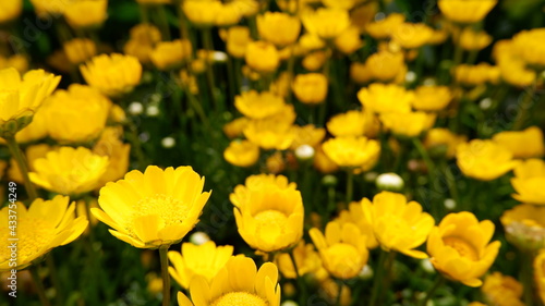 商用で使える黄色い花の写真